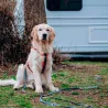 Pet Peg 2.0 picchetto a vite Peggy Peg