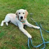 Pet Peg 2.0 picchetto a vite Peggy Peg